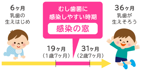 むし歯菌に感染しやすい生後19ヶ月～31ヶ月